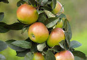pommes-feuilles