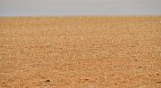 Sécheresse : impossible de s'assurer